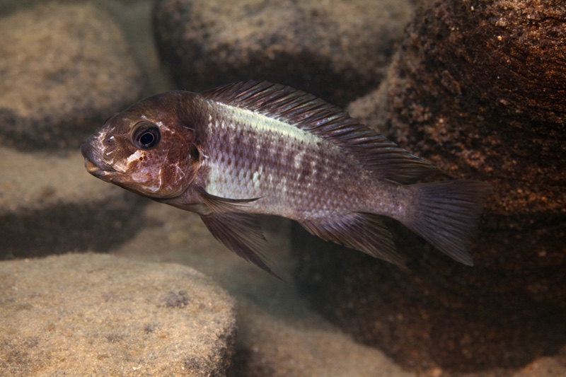Petrochromis ephippium 'Kalambo Lodge'